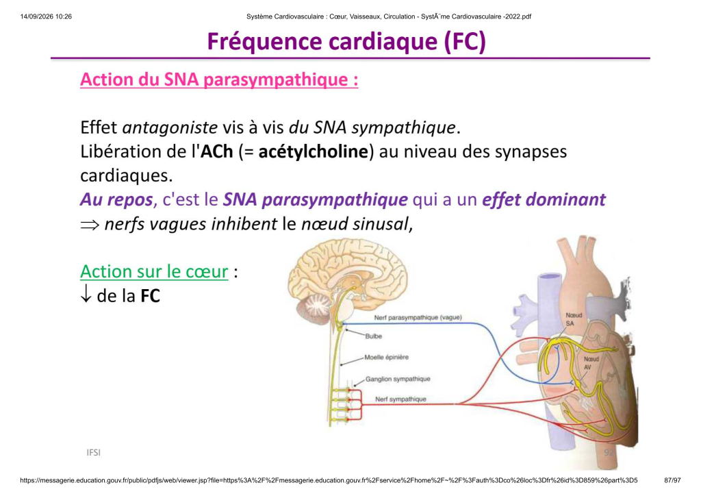 Système Cardiovasculaire _ Cœur, Vaisse...- SystÃ¨me Cardiovasculaire -2022_87