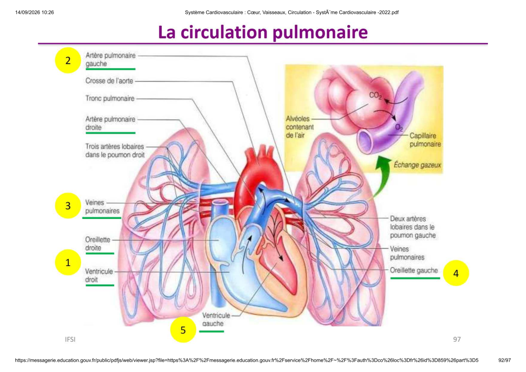 Système Cardiovasculaire _ Cœur, Vaisse...- SystÃ¨me Cardiovasculaire -2022_92