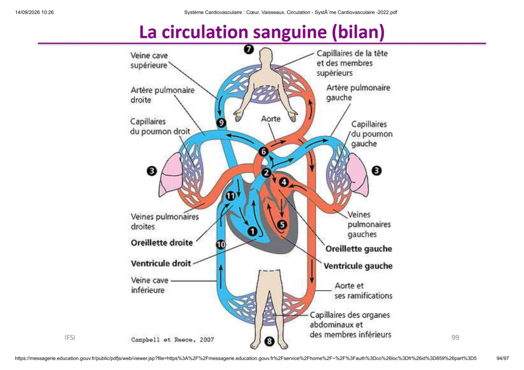 Système Cardiovasculaire _ Cœur, Vaisse...- SystÃ¨me Cardiovasculaire -2022_94
